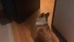 Confused Corgi Tries to Find Owner After Pretending to Disappear
