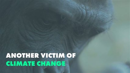 Climate change is really stressing gorillas out