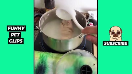 Tik Tok Pets: Funny Cute Animals #38