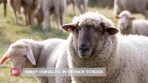 These Sheep Are Educated And Saved A School
