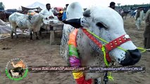 Cow Mandi Lahore Shahpur Kanjra 2017 Episode 1 - Cow Loading May Be Harmful 2017