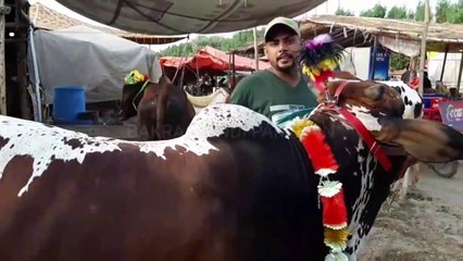 COW MANDI MEN SOODAY MAIN DHOOKA DEKHO!