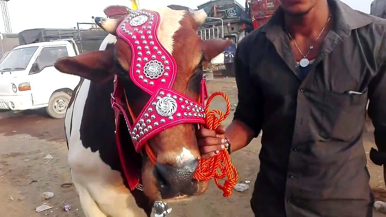 Cow Mandi Shahpur Kanjra - Episode 5 - 2017 - Cows In Lahore Mandi
