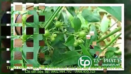 Địa chỉ bán cao chè vằng tại Tấn Phát TP.HCM™ 0968 455 525 giá 295k