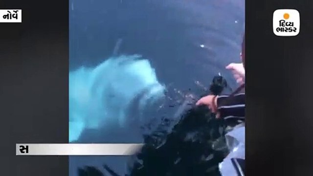 પાણીમાં મહિલાનો મોબાઇલ પડી ગયો, સફેદ વ્હેલ મોંમાં લઇને બહાર આવી