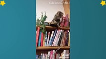 Tiktok Cat - Tik Tok Funny Cat - Cute Cat Videos Compilation 2019 #8  Adorable Cats
