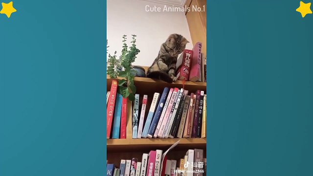 Tiktok Cat - Tik Tok Funny Cat - Cute Cat Videos Compilation 2019 #8 Adorable Cats