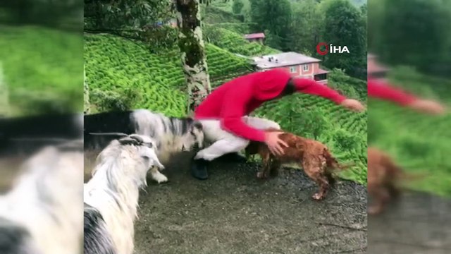 Ekmeğini paylaşmıştı, bu kez keçinin azizliğine uğradı...Kıskanç keçi sahibini yamaçtan aşağıya böyle düşürdü