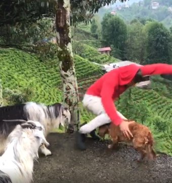 Kıskanç Keçi, Sahibini Yamaçtan Aşağıya Düşürdü