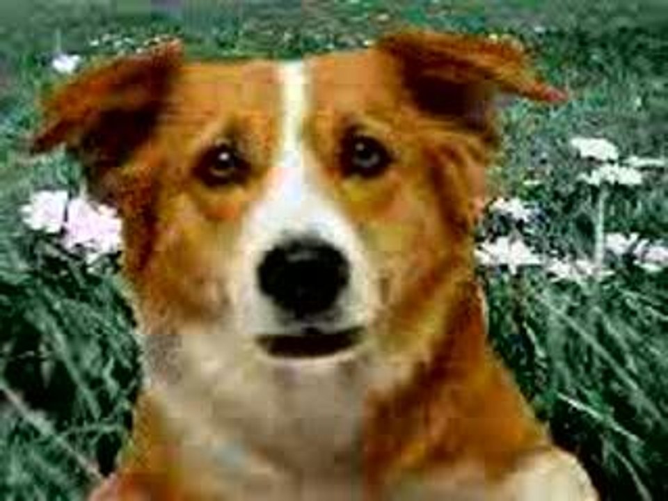 Cane romanista