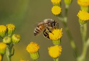 Quelles plantes mellifères choisir pour attirer les abeilles ?
