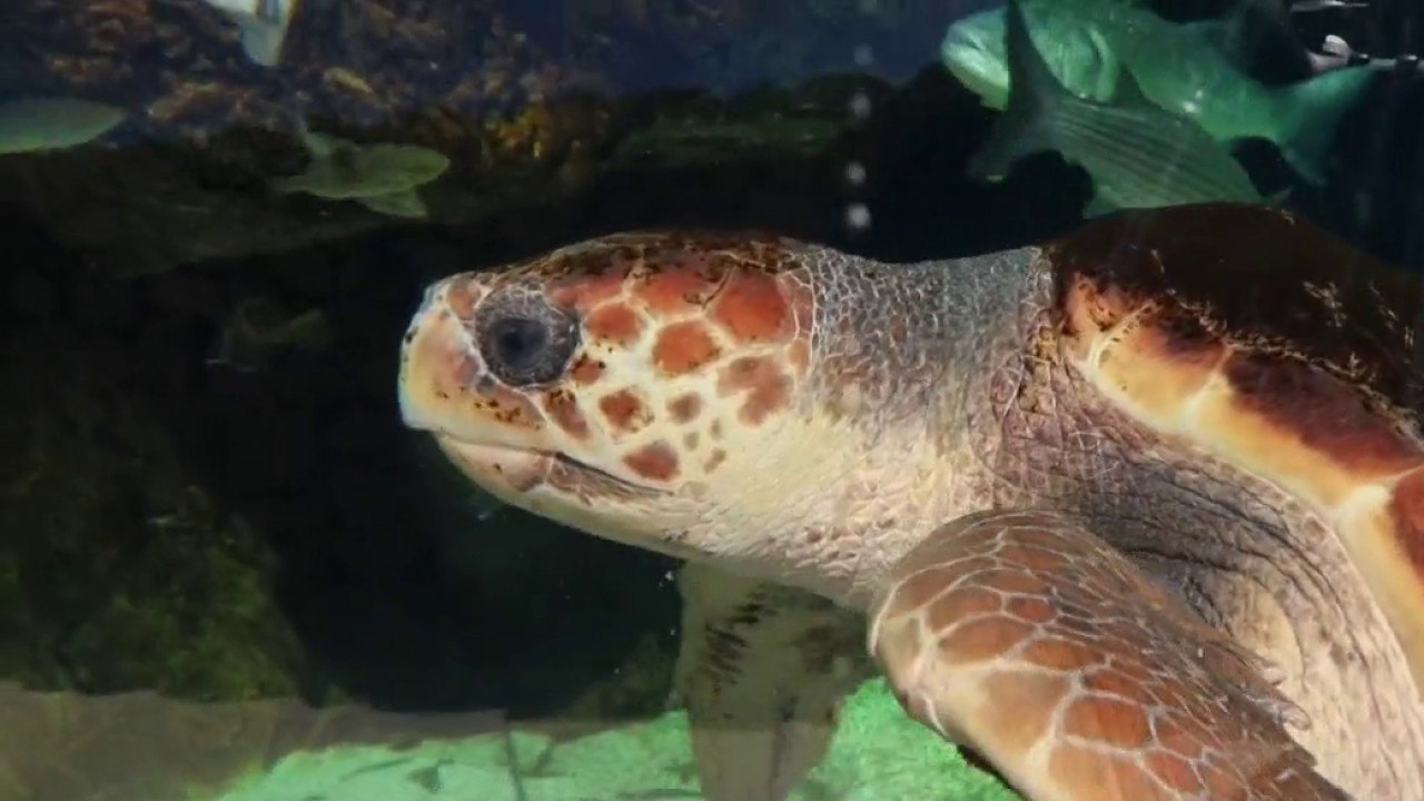 Faune - La tortue