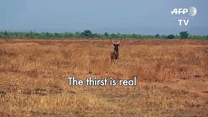 Crowdfunding brings life-saving water to Myanmar’s deer