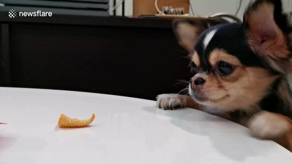 Persistent chihuahua tries to reach crisp left on table but keeps on failing