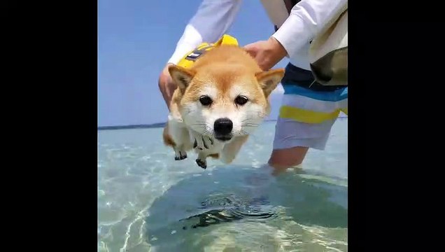 Doggy air paddles when close to water