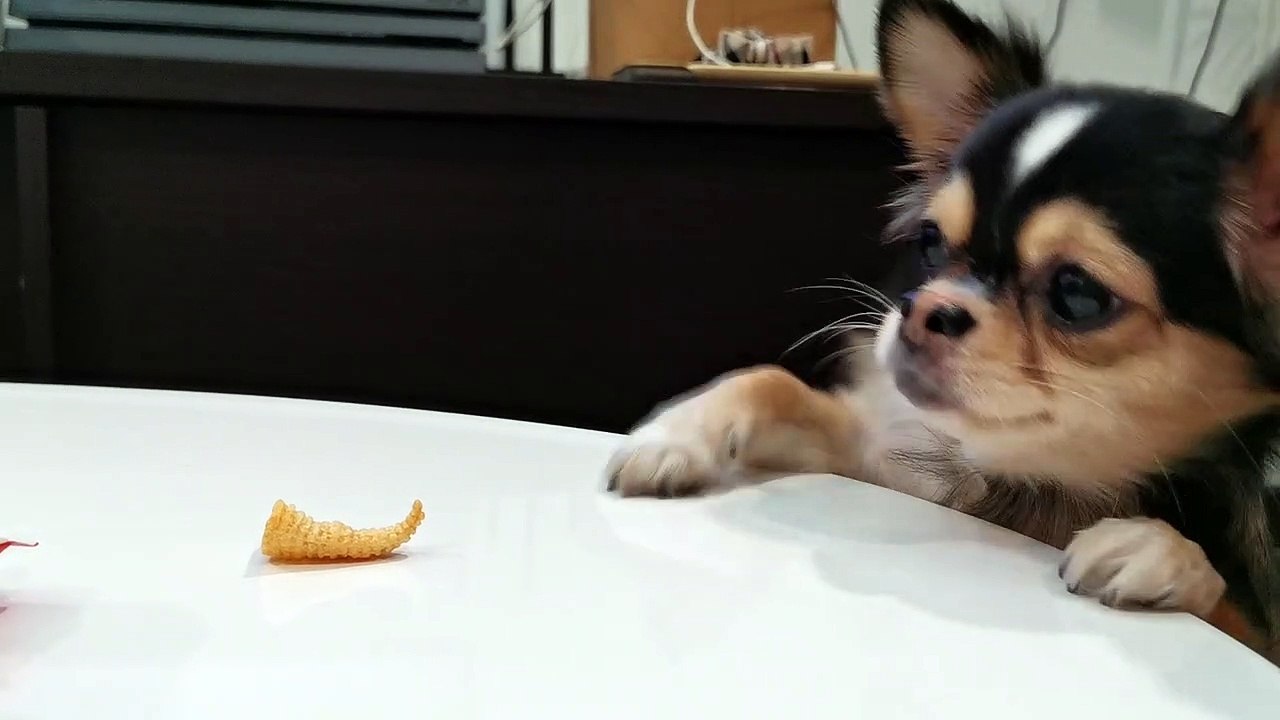 Persistent chihuahua tries to reach crisp left on table but keeps on failing