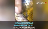 Viral Ikan Masak Mengandung Ulat, Ini Kata BPOM Palopo