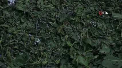 Siverek'te Yeni Geçim Kaynağı İpek Böceği Yetiştiriciliği