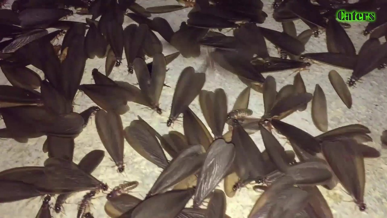 Termite swarm after rain