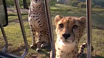 Ces guépards miaulent comme des gros chats... Adorable