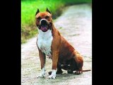 American Staffordshire