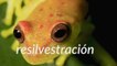 Fundéu BBVA: "resilvestración", mejor que "rewilding"