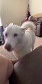 Siberian Husky Sings Along With Owner