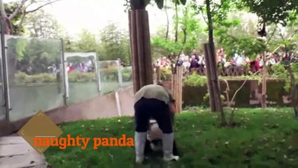 naughty panda disturbing nanny