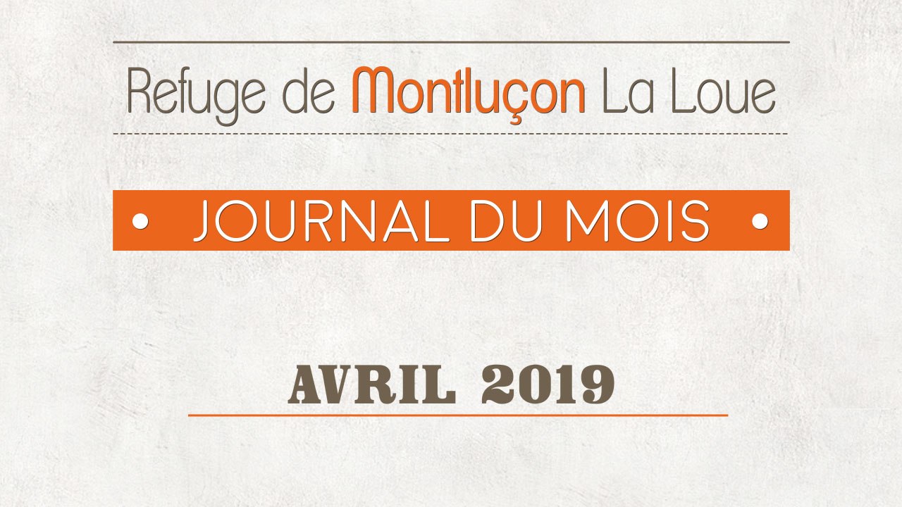 Un mois au refuge SPA de Montluçon : avril 2019