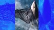 Floride : un énorme requin blanc s’attaque à un bateau de pêche et terrorise ses passagers