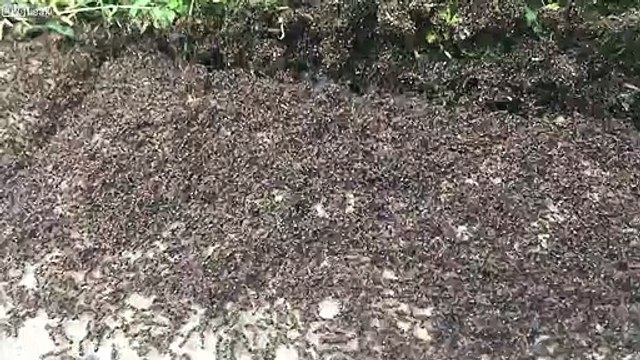 Guerre entre des milliers de fourmis !