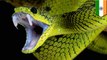 Venomous snake bites man, so man bites it back