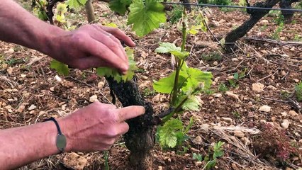 Technique d'échetonnage (ou ébourgeonnage) de Thomas Bouley dans sa parcelle de Carelle sous la Chapelle