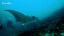 Giant manta ray 'flies' beside divers in waters off the Maldives