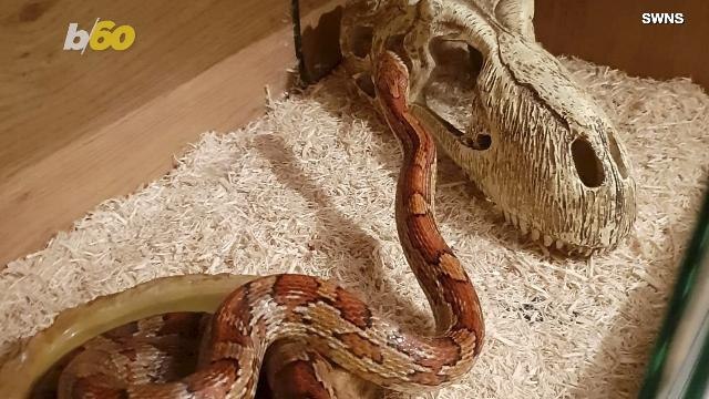 Treacherous Trap! Slithering Snake Trapped in A Toy Skull, Freed By Dental Tools?