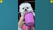 Cute Dog videos  - Cute and Funny Dog Moments Compilation #5
