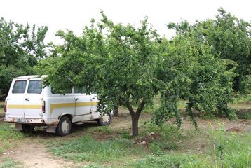 Yüksek Erik Fiyatı Hırsızların İştahını Kabarttı