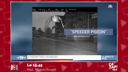 Un pigeon flashé en excès de vitesse !