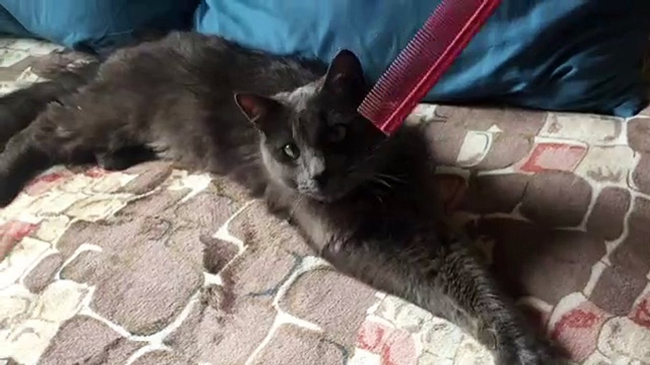 Quand un superbe chat est obsédé par un peigne. Adorable !