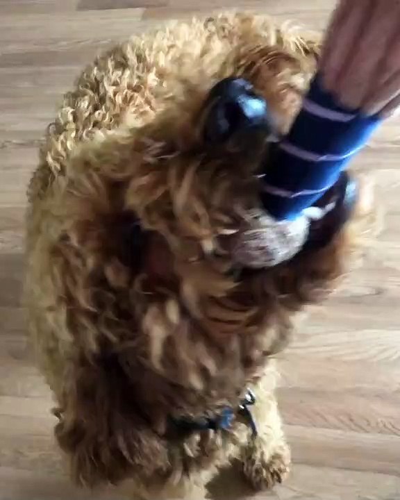 Cet adorable chien veut à tout prix jouer avec son maître. Trop chou !