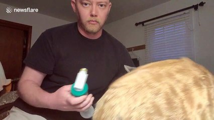 Adorable moment asthmatic cat receives special inhaler treatment