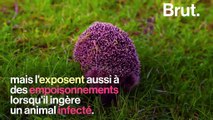 Les hérissons pourraient-ils disparaître du continent européen ?