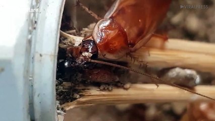 Ants carry cockroaches into nest