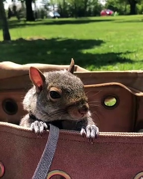 Cet écureuil n'est pas contente et elle le fait savoir. Marrant !