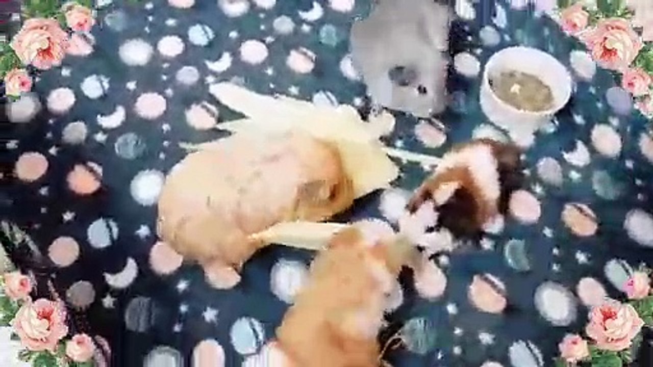 Ces petits cochons d'Indes mangent tous ensemble du maïs. Admirez !