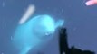 Norvège : elle fait tomber son téléphone à l'eau, un beluga le lui rapporte