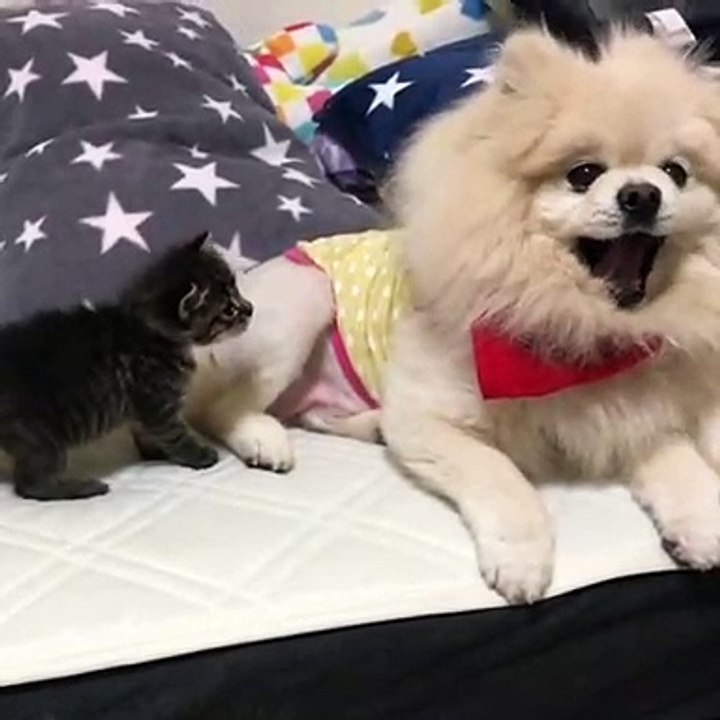 Ce chaton est très attaché à ce chihuahua mais c'est pas réciproque. Trop drôle !