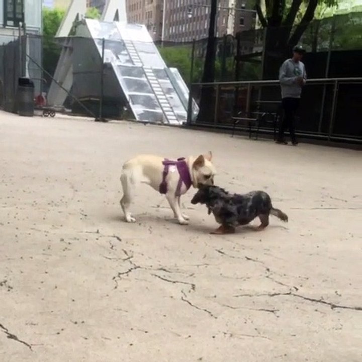 Ces chiots jouent à la balle ensembles. Adorable !