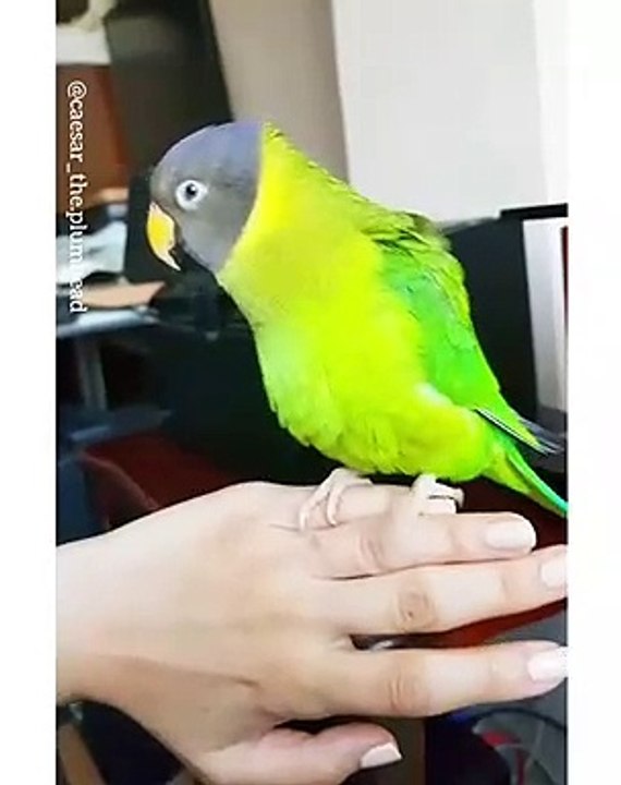 Cet drôle de perroquet va vous donner un fou rire !!