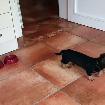 Quand un chiot très taquin s’ennuie, voici ce que ça donne !!